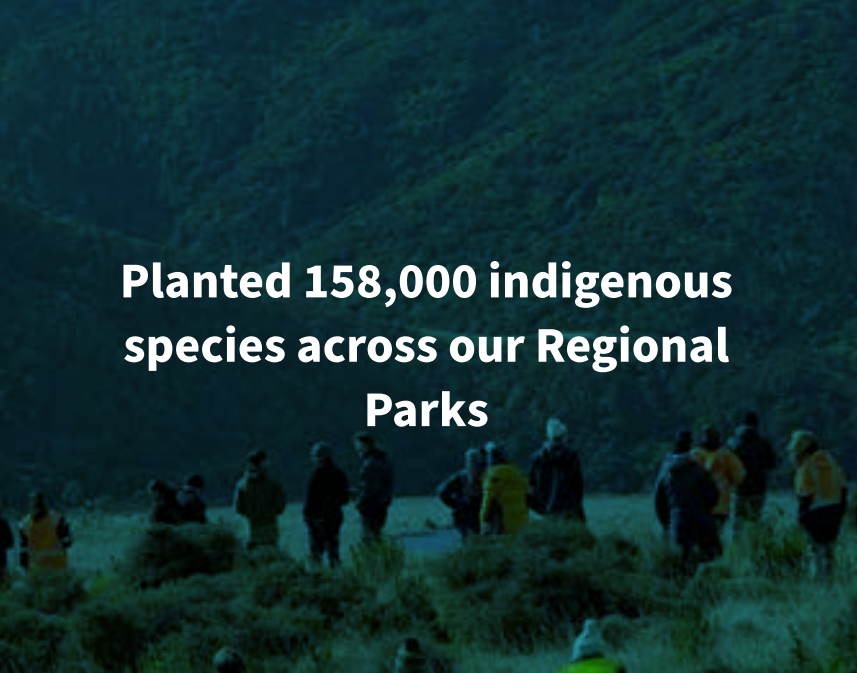 Planted 158,000 indigenous species across our Regional Parks
